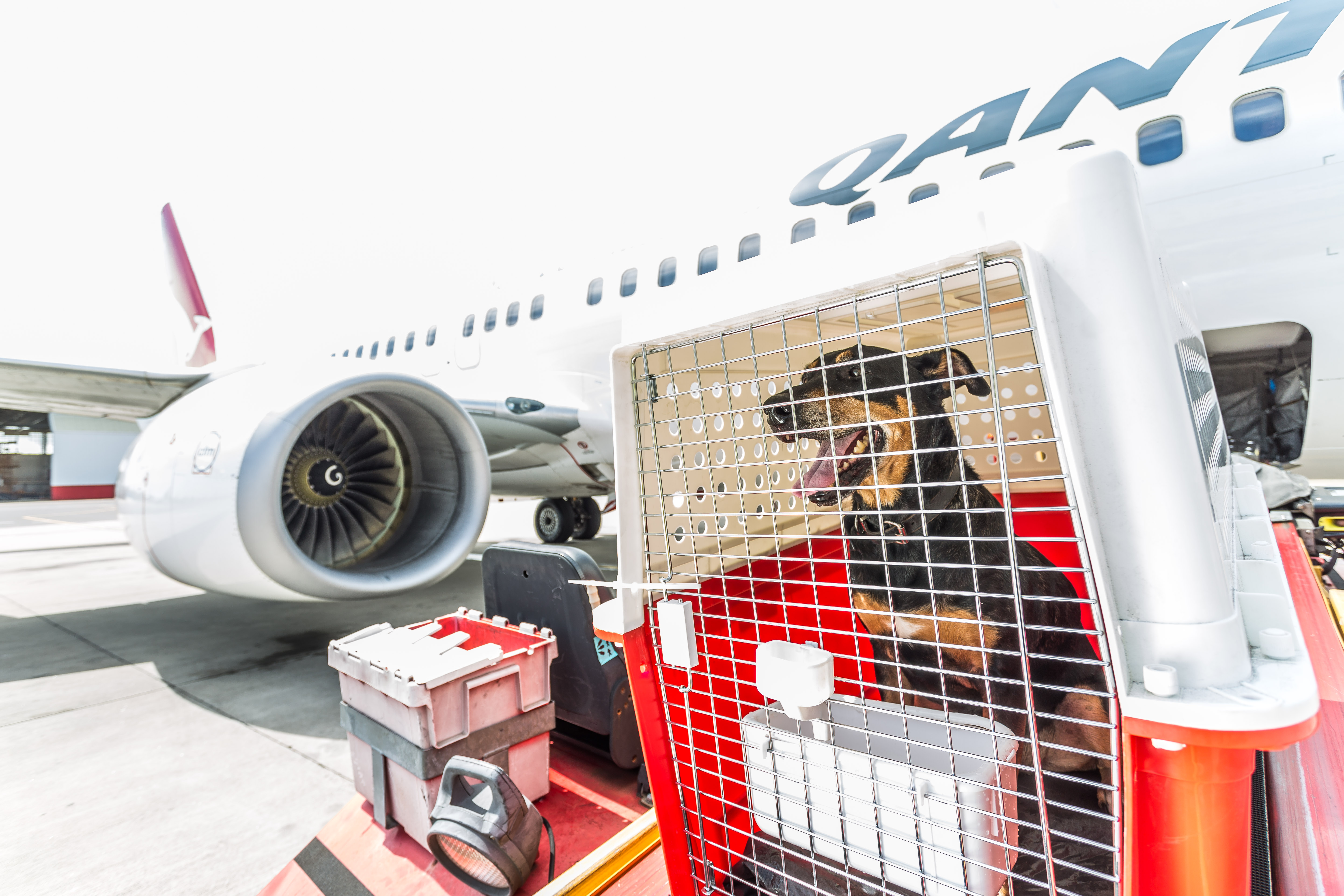 Pet delivery image